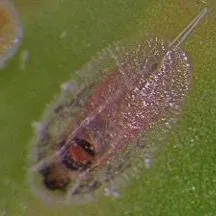 thumbnail for publication: Croton Scale Phalacrococcus howertoni Hodges & Hodgson (Insecta: Hemiptera: Coccidae)